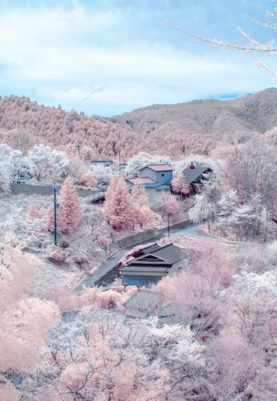  Musim Semi Jepang dan Bunga Sakura Bertabur Salju Ma had 