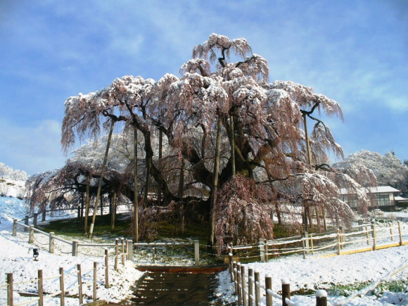 Musim Semi Jepang dan Bunga Sakura Bertabur Salju Ma had 